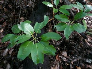 Arbutus menziesii Leaf
